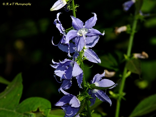 {Campanula americana}